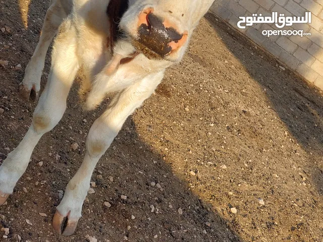بكيرا للبيع