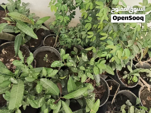 للبيع شتلات مانجو وليمون