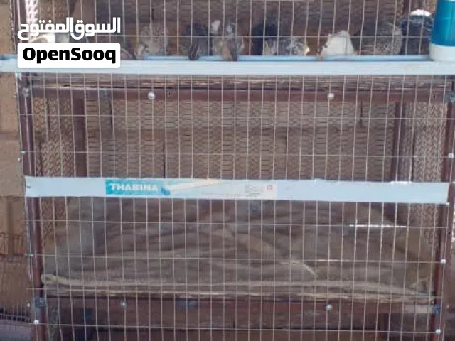 قفاص دجاج الحاله جديد