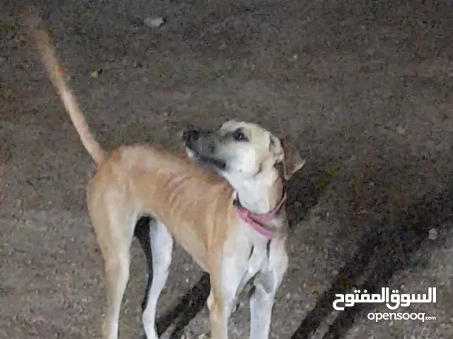 سلقه مخلوط