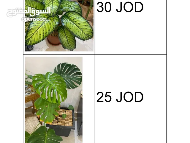 Plants - نباتات للبيع