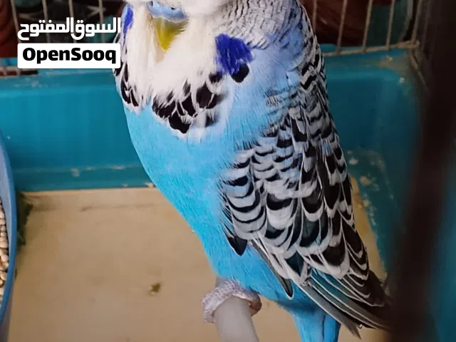 جوز عصافير حب انجليزي