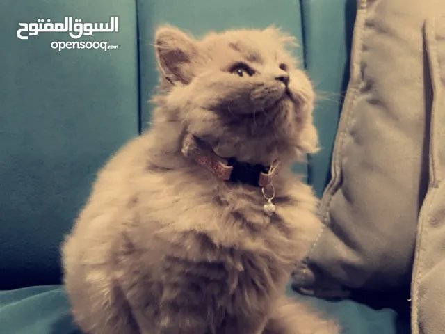 قطه بريطاني انثى لونها سكني