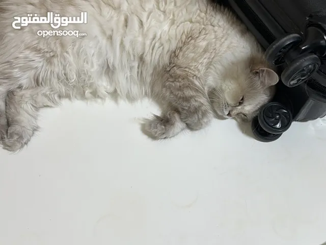 يوجد قطط عمر شهرين وعمر 3 سنوان