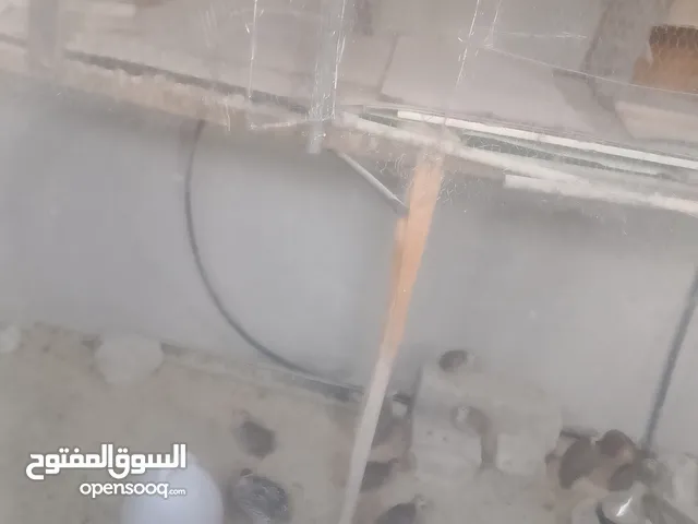 متاح بيض فري سكان الرصيفه  الجنوبي بسعر 100 بيضه بسبعه ليرات بيض مائده وليس مخصب الرصيفه الجنوبي
