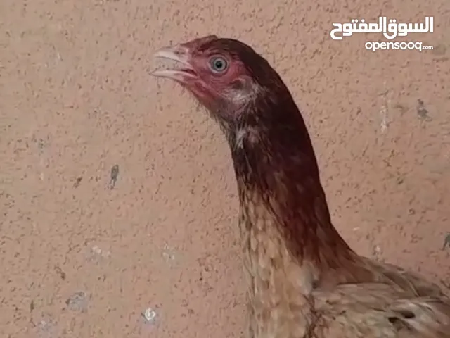 والدجاجه ميدالية