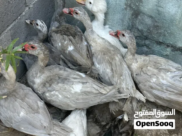 بش (أنوس ) رصاصي