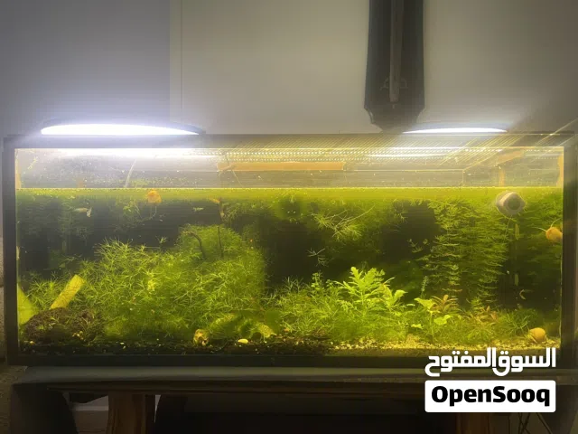 حوض سمك-احواض سمك