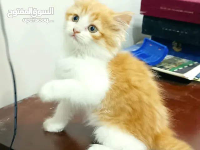 قط شيرازي بيور