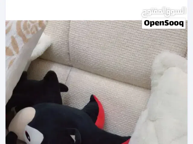 مطلوب قطط لي التبني مجان