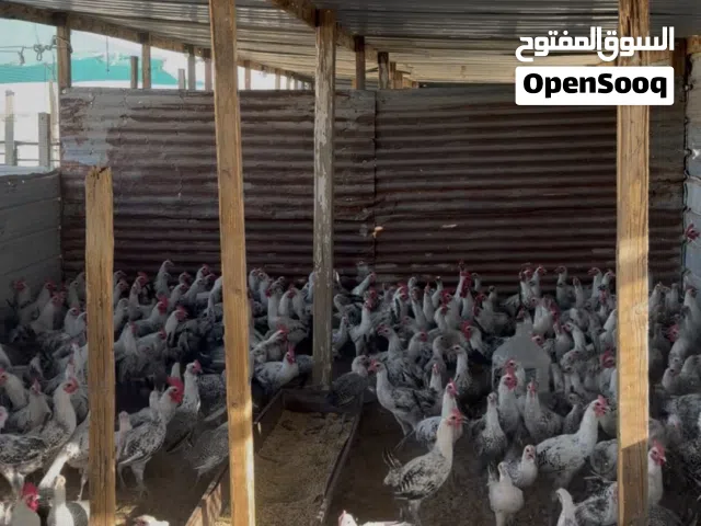 دجاج فيومي شبب البيع عدد الحبة 3 دنانير العدد مفتوح المكان كبد