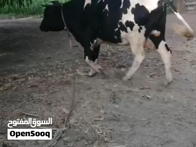 حلال أبو تيمور المقبالي يتوفر عجال أقل من سعر السوق وتجار