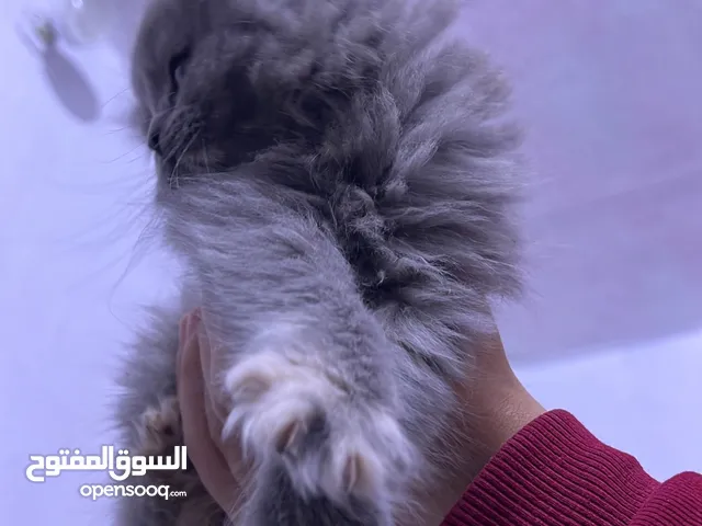 بزونة شيرازي