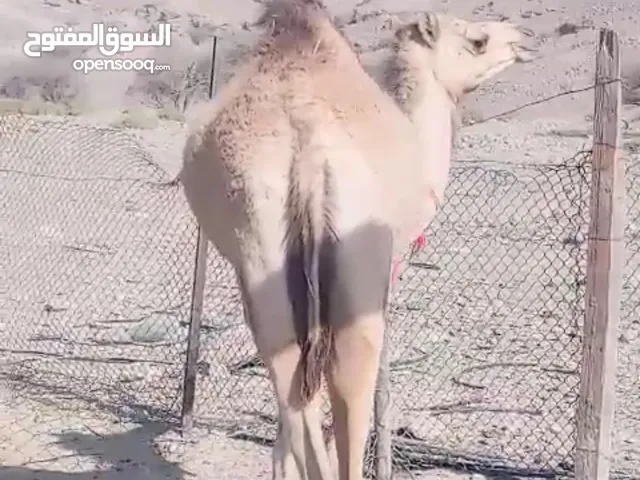 بكره سمينه. عمر سنتين