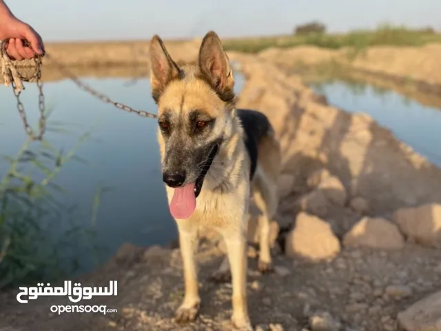 جيرمن للبيع سعر 50