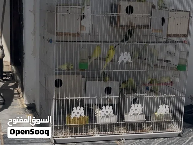 طيور الحب اقره الوصف