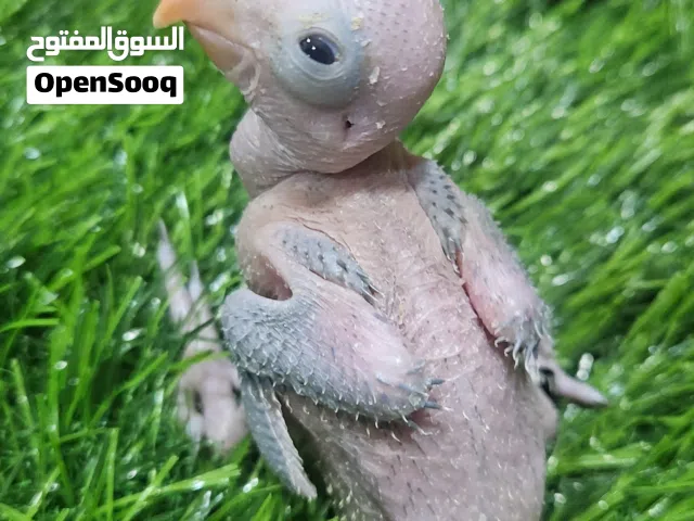 فرخ دره الاخضر