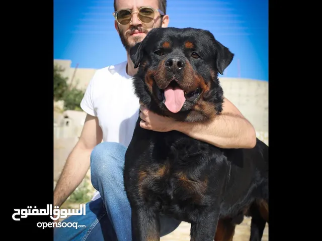 دكر روت التزاوج اقرأ الوصف