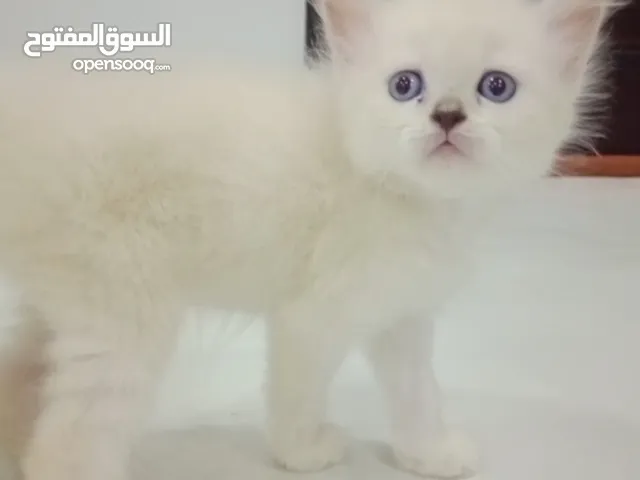 متوفر كتن همالايا بيور 4ذكور و3إناث للبيع عمرها حاليا شهر،، يمكن التسليم بعمر شهر ونص او شهرين.