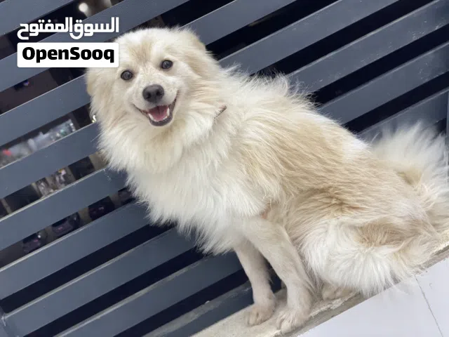 كالب (Indian spitz)