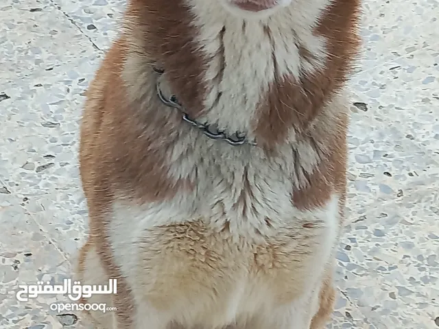 كلاب للبيع في تونس
