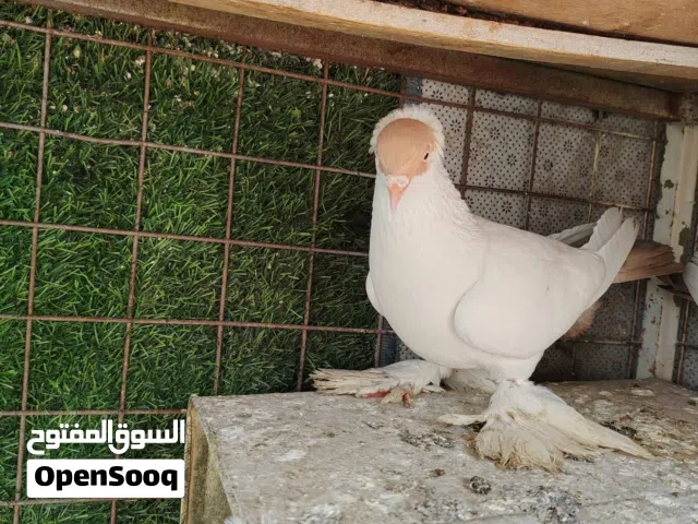 جوز بالونيات فحل اصفر وطيرة حمرة شغالات ومكفولات جوز بصلاة على نبي موجودات بزرقا