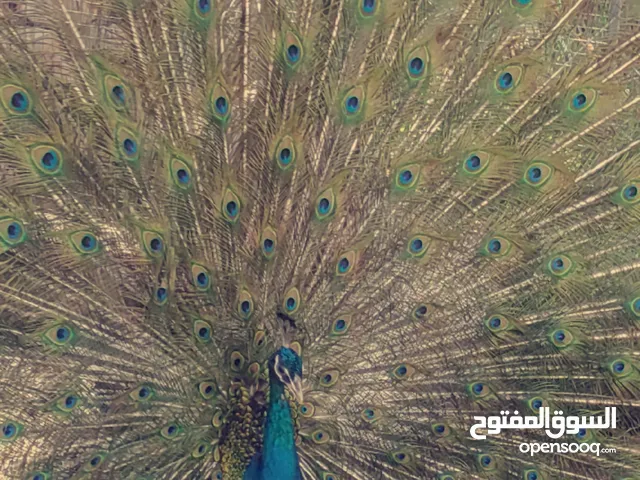 طاوس ذكر هندي