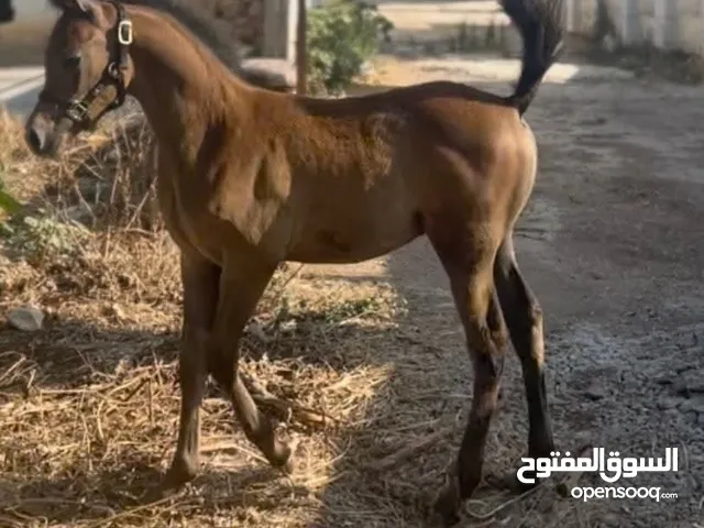مهر عربي اصيل