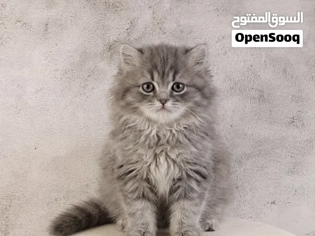 للبيع قطط صغيره