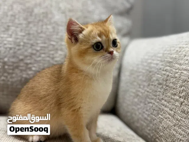 British shorthair kitten