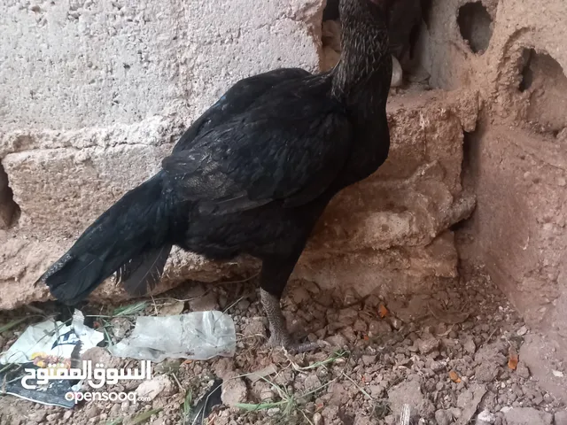 بيع جاجة باكستاني الماني