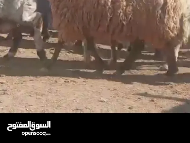 حلال نخب لحم ومقنوي بلدي وشروط الظحيه الله يتقبل من الجميع
