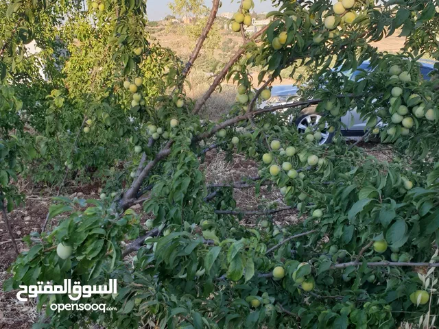 ارض للبيع في القصفة 11.500