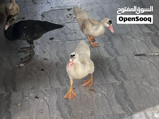 بط مصري للبيع
