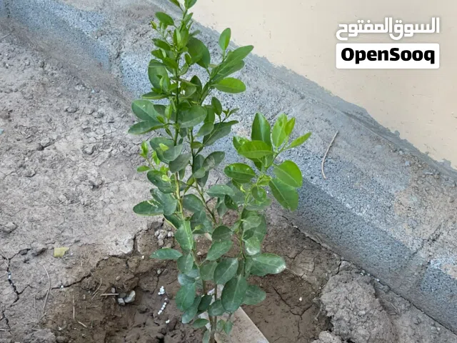 اشجار ليمون عماني