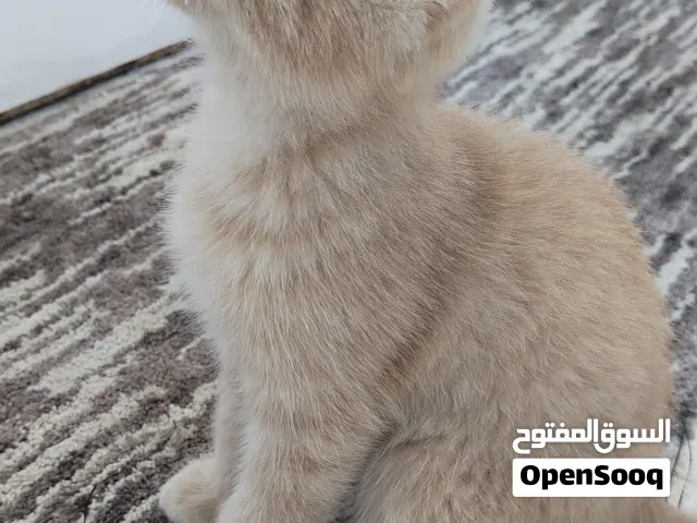 قط سكوتش ستريت