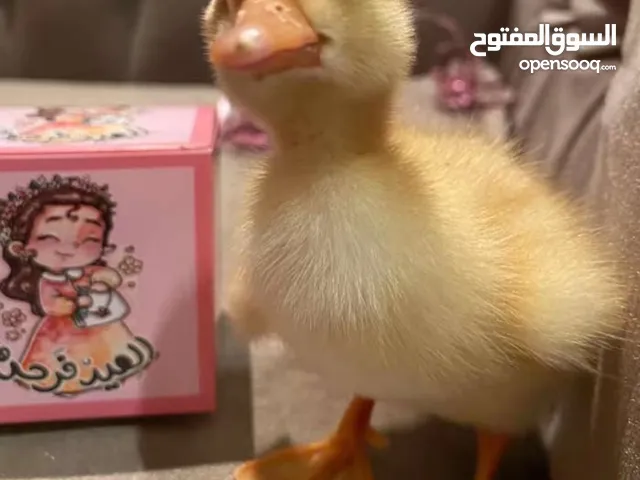 بط يتوفر بالطلب