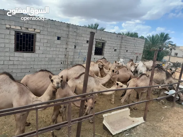 قعدان سودانيات