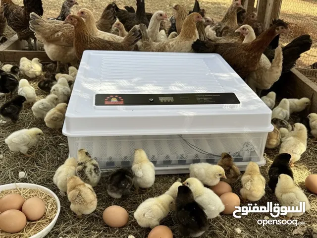 فقاسة الدجاج الذكية في ليبيا