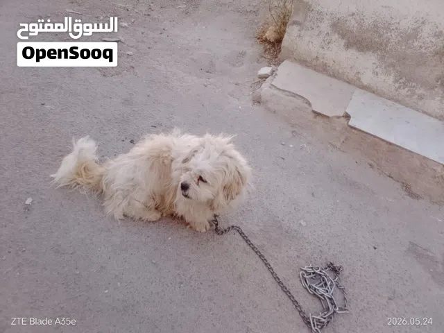 ذكر مالتيز للبيع او للبدل