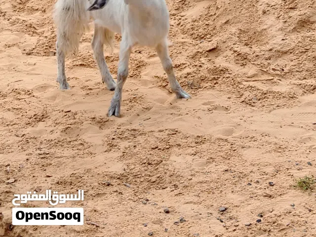 جدي وعنز عمرهم 8 شهور