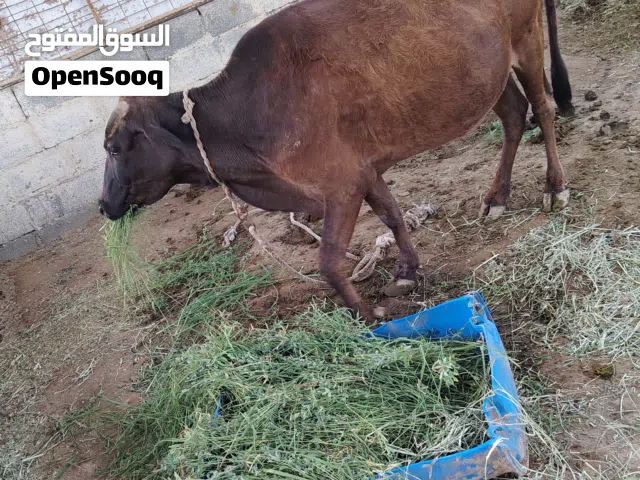 بقرة لحم للبيع بقره محليه السمنه فوق الوسط لايوجد بها عشر مد وشور ما شاء الله للسكين جاهزه لاتشكو من