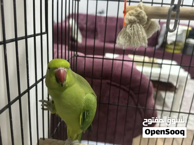 متو اخضر للبيع