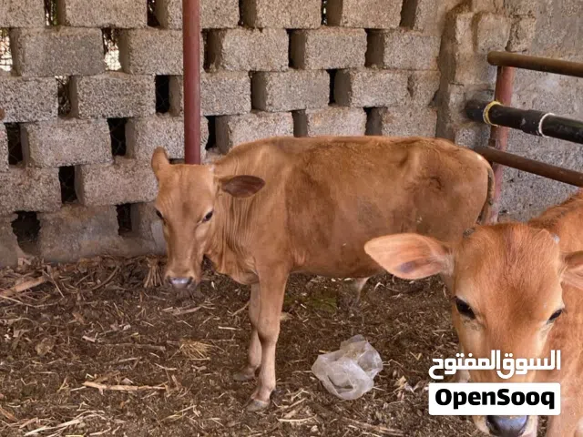 لبيع عجالة عمانيات