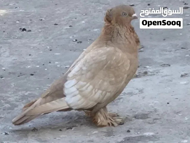 طيرة نثية كلش حلوه ونادرا للبيع