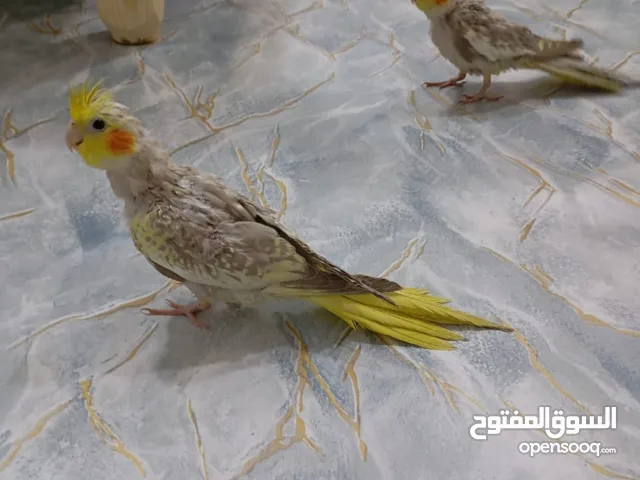 كوكتيل للبيع