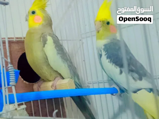 كوبيا كوكتيل الله يبارك اقرا الوصف