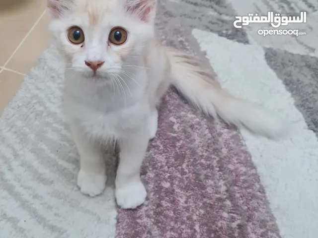 تبني مستعجل قط ذكر عمره 4 شهور Urgent adoption a 4-month-old male cat.