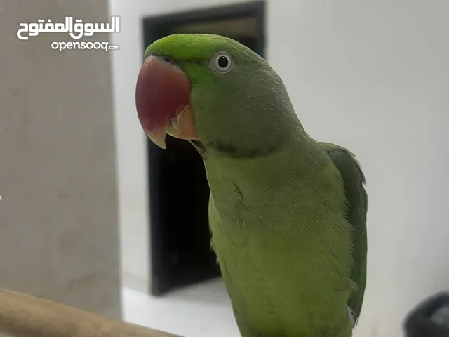 نيبالي أليف