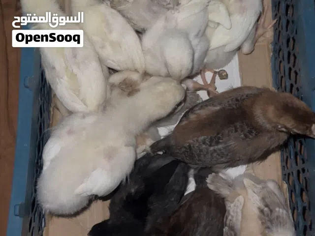 كتاكيت عرب كويتي عمر شهر
